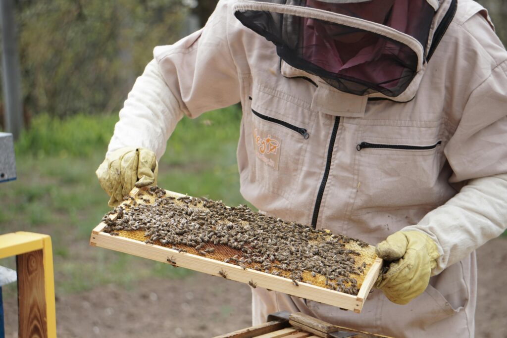 A beekeeper in protective suit holds a hive frame with honey bees outdoors.