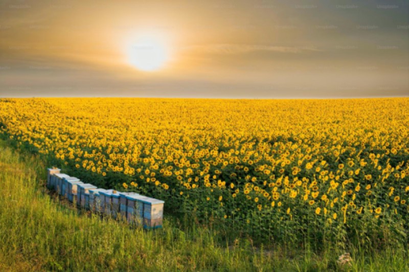 sunflower hives
